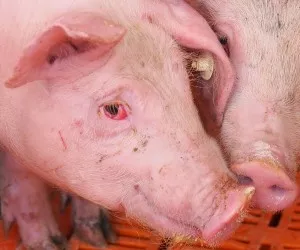 ASP in Schweinemastbetrieb