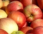 Apfelernte in der EU fllt kleiner aus