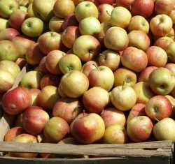 Apfelproduktion