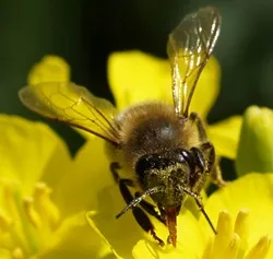 Bienen-Volksbegehren Baden-Wrttemberg 