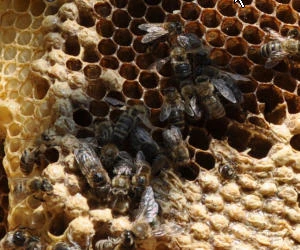 Bienen aus Brandenburg