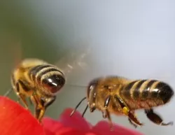 Bienengesundheit