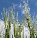 Biodynamisches Getreide