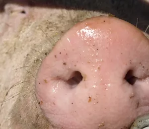 Erstickungstod Schweine