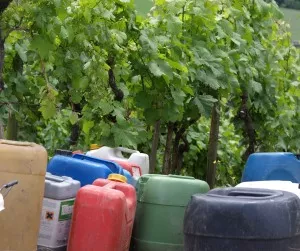 Falscher Mehltau Weinbau