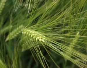 Feldversuch Transgener Weizen