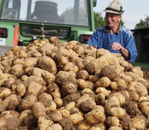Frhkartoffeln 2021
