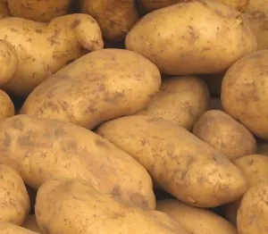 Frhkartoffeln Ernte