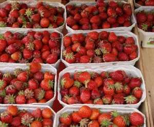 Gesunde Erdbeeren