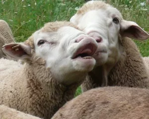 Gesunde Schafe durch Impfung