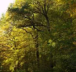 Gesunder Wald in Hessen
