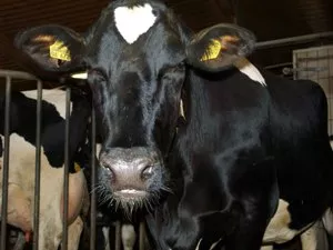 Holstein-Schwarzbunt