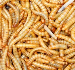 Insekten fr Lebensmittel