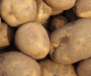 Kartoffelernte NRW 2015