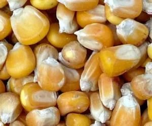 Maisexport Argentinien