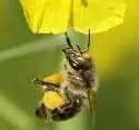 Maisssaat-Beizung verursacht Bienensterben