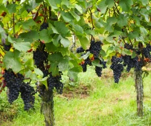 Mehltau bedroht Bio-Weinbau