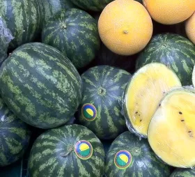 Melonenanbau in Bayern?
