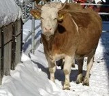 Mit Schlitten und Kuh durch den Schnee