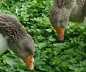 Nach Vogelgrippefund in Sachsen 1.400 Gnse und Enten gettet
