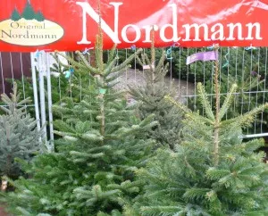 Nordmanntanne Weihnachtsbaum