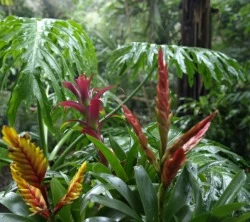 Regenwald im Amazonas-Gebiet