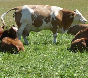 Rinderhaltung in Neuseeland