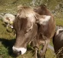 Rinderzucht im Alpenraum unverzichtbar