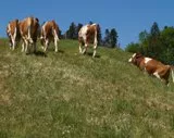 Rckgang der Rinderbestnde