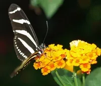 Schmetterlingszhlung 2014