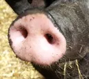 Schweinegrippe: Impfaufklrung in Berliner Moscheen