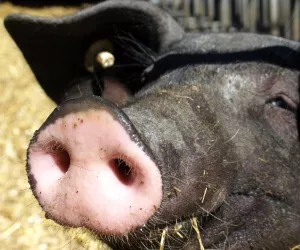 Schweinehaltung Frankreich