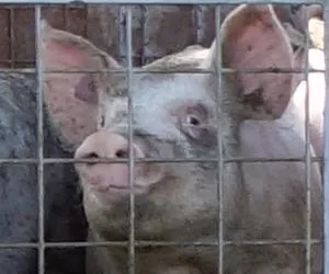Schweinehaltung in der Krise