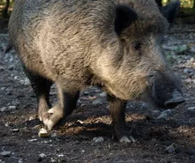 Schweinepest-Flle
