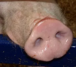 Schweinepest-Sperrzone
