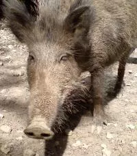 Schweinepest gefhrlich?
