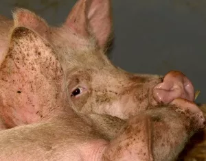 Schweineproduktion