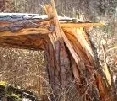 Sturm Emma wirft bis zu 4,7 Millionen Festmeter Holz zu Boden