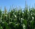 US-Maisbestnde prsentieren sich in guter Verfassung