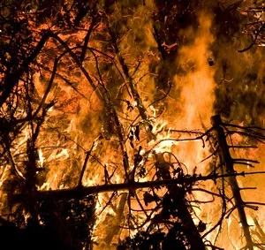 Verheerende Waldbrnde