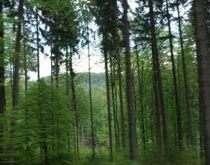 Wald im Hitzestress