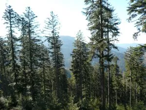 Wald in Baden-Wrttemberg