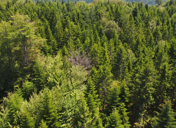 Waldzustandsbericht