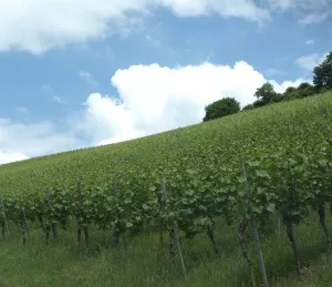 Weinbau im Saale-Unstrut-Gebiet