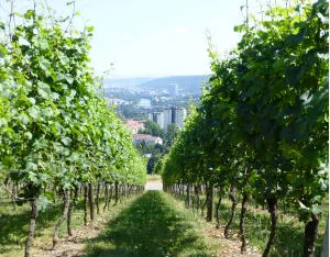 Weinbau in Fellbach