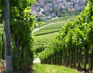 Weinbauverband Pfalz