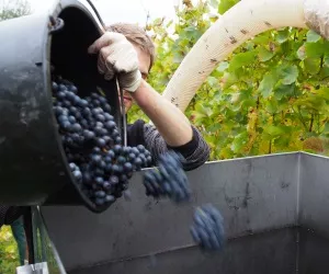 Weinmostproduktion 2016