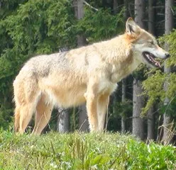 Wolf Herdenschutz