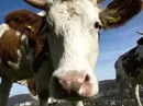 neugierige Kuh