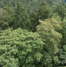  Bayrischer Staatswald